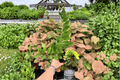 Variegated ZZ Plant - Zamioculcas zamiifolia 'Variegata' (2 Live Plants in 6-Inch Pots)