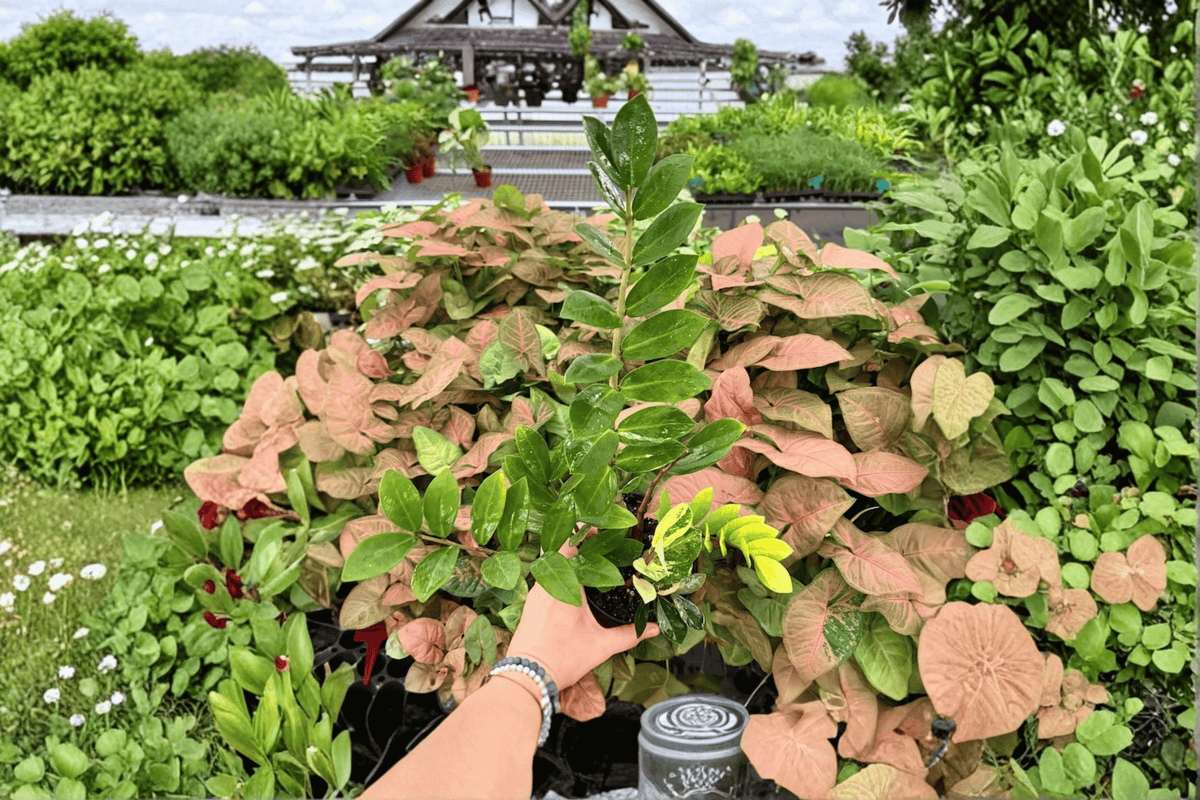Variegated ZZ Plant - Zamioculcas zamiifolia 'Variegata' (2 Live Plants in 6-Inch Pots)