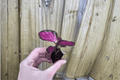 Calathea Crimson Starter Plants (Goeppertia ‘Crimson’) — 2 Starter Plants, Bare Root