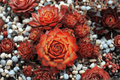 Chick Charms Gold Nugget Hens and Chicks - Sempervivum ‘Gold Nugget’ in 4-Inch Pot