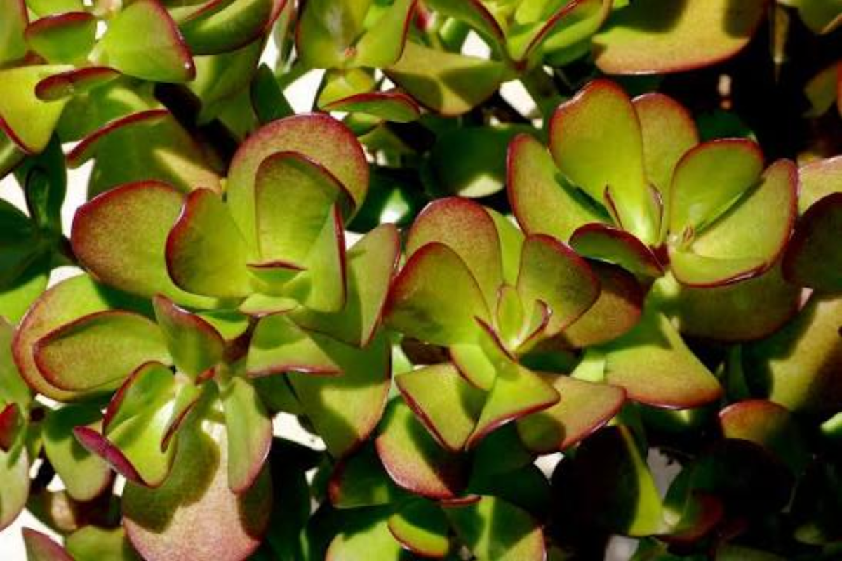 Money Plant Live Starter Plant - Rooted Plant Ready to Plant, No Pot