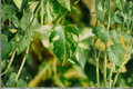 Marble Queen Pothos Live Starter Plant in 4-Inch Pot | Epipremnum aureum 'Marble Queen'
