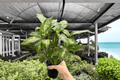 Dieffenbachia Compacta Live Plants - 2 in 4-Inch Pots, Shipped Potted