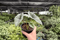 Alocasia Platinum Bisma - 2 Exact Live Plants in 4-Inch Pots