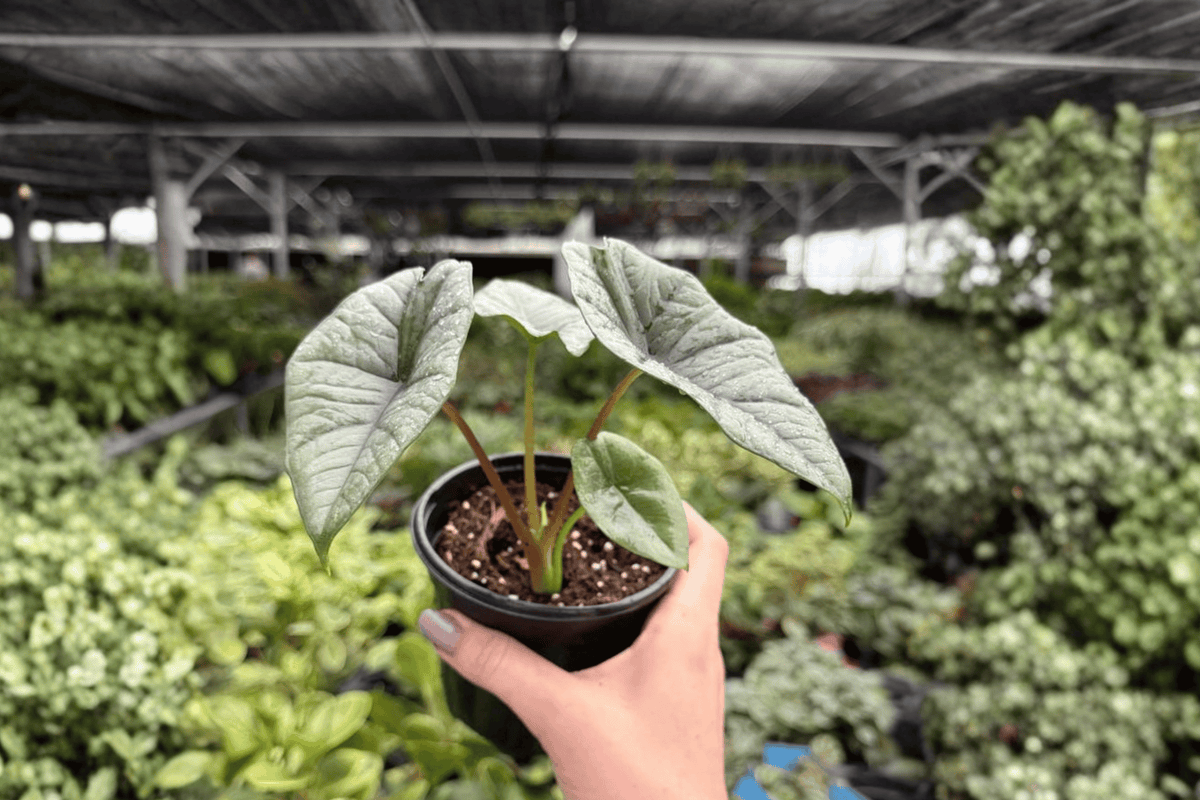 Alocasia Platinum Bisma - 2 Exact Live Plants in 4-Inch Pots