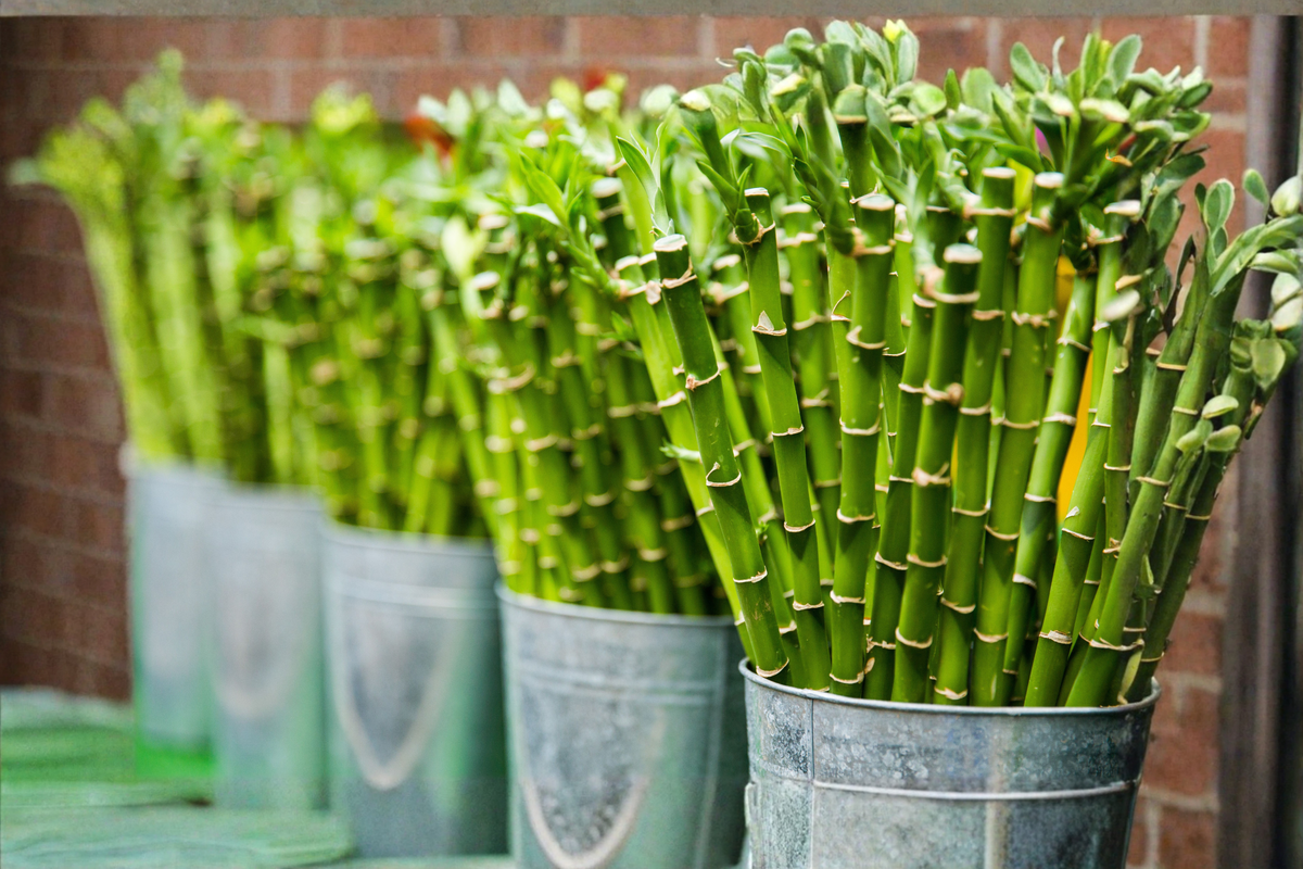 Lucky Bamboo Dracaena sanderiana - 5 Live Plants, ~4