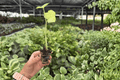 Alocasia Snow Odora Batik Variegated Starter Plants – 2 Live Exact Plants