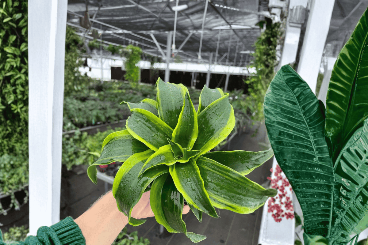 Dracaena Tornado 2 Live Plants in 4-Inch Pots | Dracaena fragrans ‘Tornado’