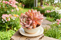 Echeveria Ariel Bare Root Plant | Rare Succulent Live Starter
