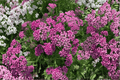 New Vintage Violet Yarrow (Achillea millefolium ‘New Vintage Violet’) - 4-Inch Live Plant
