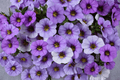 Calibrachoa Ombre Blue Million Bells 4-Inch Live Plant