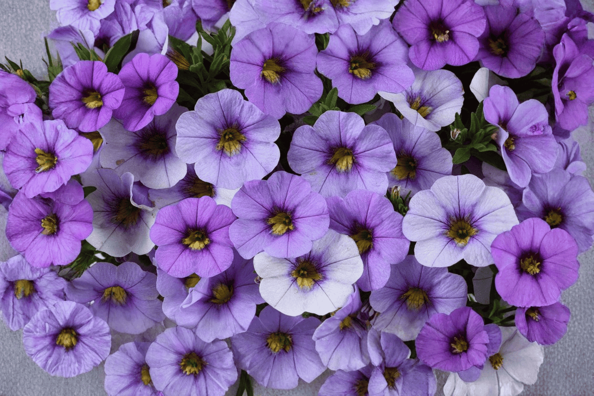 Calibrachoa Ombre Blue Million Bells 4-Inch Live Plant