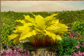 Hosta Lipstick Blonde Bare Root Starter Plant – Yellow Foliage, Shade Perennial