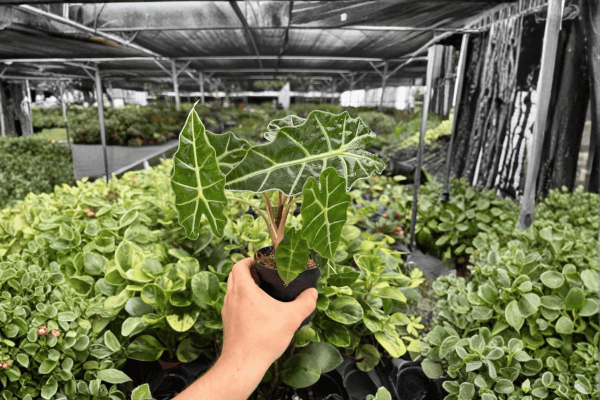 Alocasia Polly 2 Live Plants in 4-Inch Pots | Exact Plants