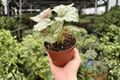 Begonia Harmony’s Peace - 2 Live Plants in 4-Inch Pots (Exact Plants)