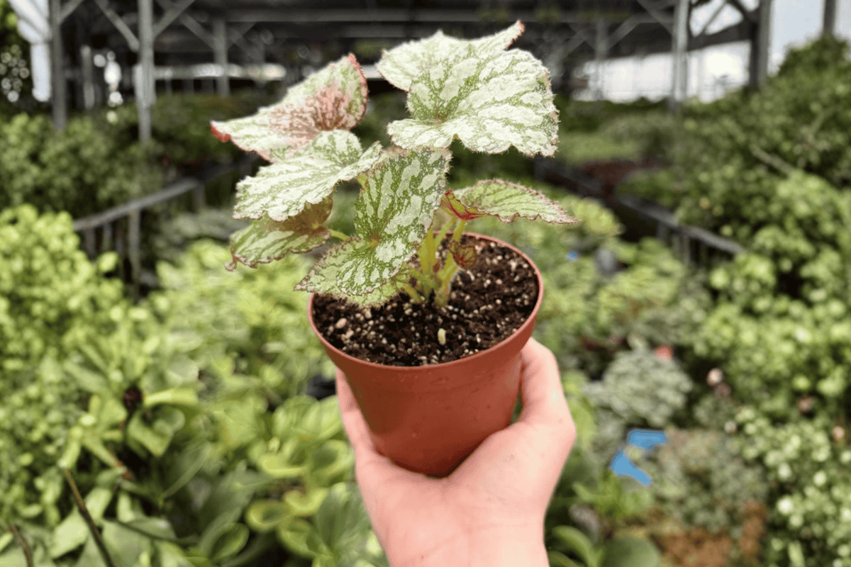 Begonia Harmony’s Peace - 2 Live Plants in 4-Inch Pots (Exact Plants)