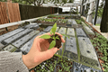 Philodendron Mayoi Tahiti Starter Plants (2) - Bare Root