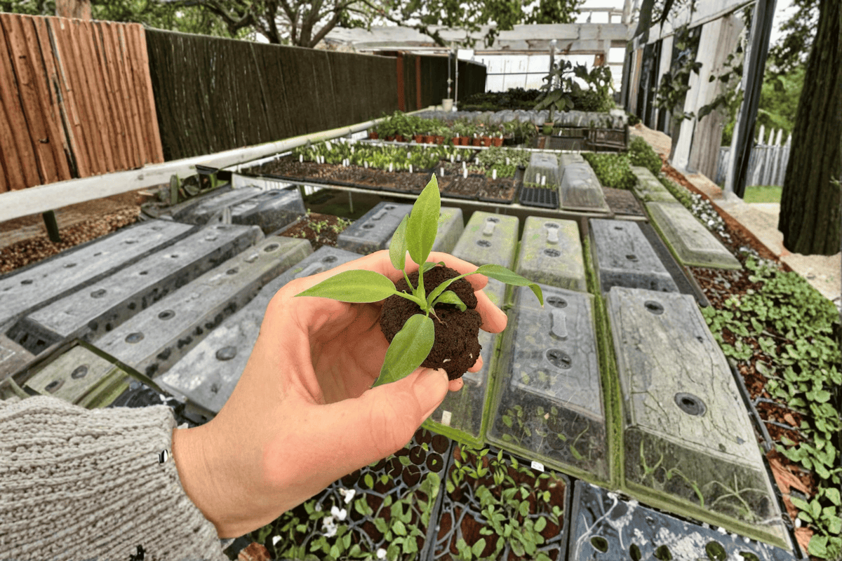 Philodendron Mayoi Tahiti Starter Plants (2) - Bare Root