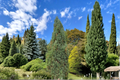 Stowe Pillar White Pine Pinus strobus ‘Stowe Pillar’ – 12-Inch Live 1 Gallon Pot (Evergreen Conifer)