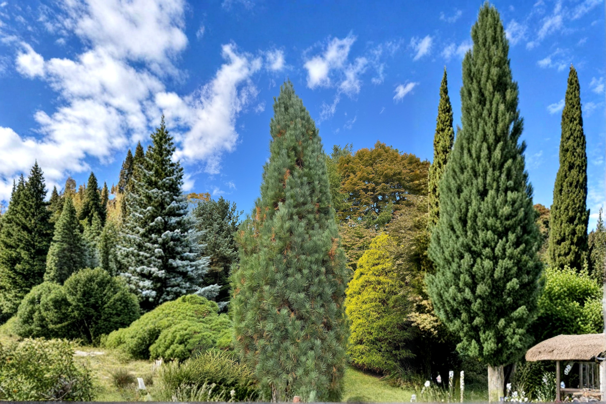 Stowe Pillar White Pine Pinus strobus ‘Stowe Pillar’ – 12-Inch Live 1 Gallon Pot (Evergreen Conifer)