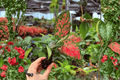Aglaonema Diamond Red Starter Live Plants - 2 In 2" Pot (2-Pack)