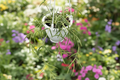 Hoya Linearis Live Plant - 4.5 Inch Pot Starter Plant, Rare Trailing Hoya