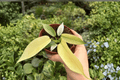 Philodendron Florida Ghost Mint 2 Live Plants in 4-Inch Pots – Exact Plants Pictured