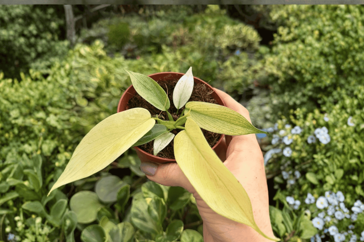 Philodendron Florida Ghost Mint 2 Live Plants in 4-Inch Pots – Exact Plants Pictured