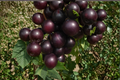 Rare Giant Muscadine Grape Seeds - 10 Fresh USA-Grown Vitis rotundifolia Seeds for Climbing Vine