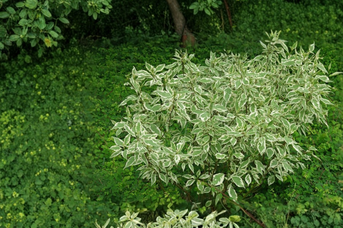 Elegantissima Red Twig Dogwood - Cornus alba 'Elegantissima' Live Plant, 4-Inch Pot