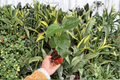 Free Spirit Hibiscus Starter Plants (2) – Bare Root, 2-Inch Pots