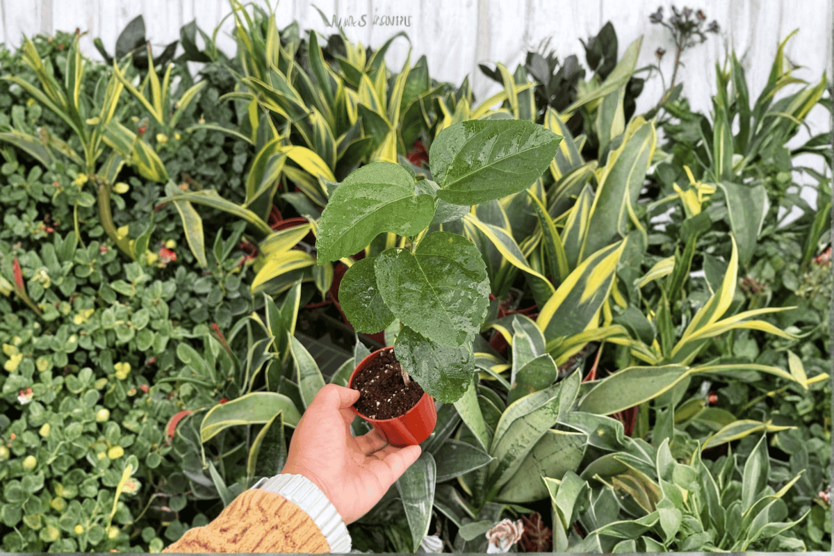 Free Spirit Hibiscus Starter Plants (2) – Bare Root, 2-Inch Pots