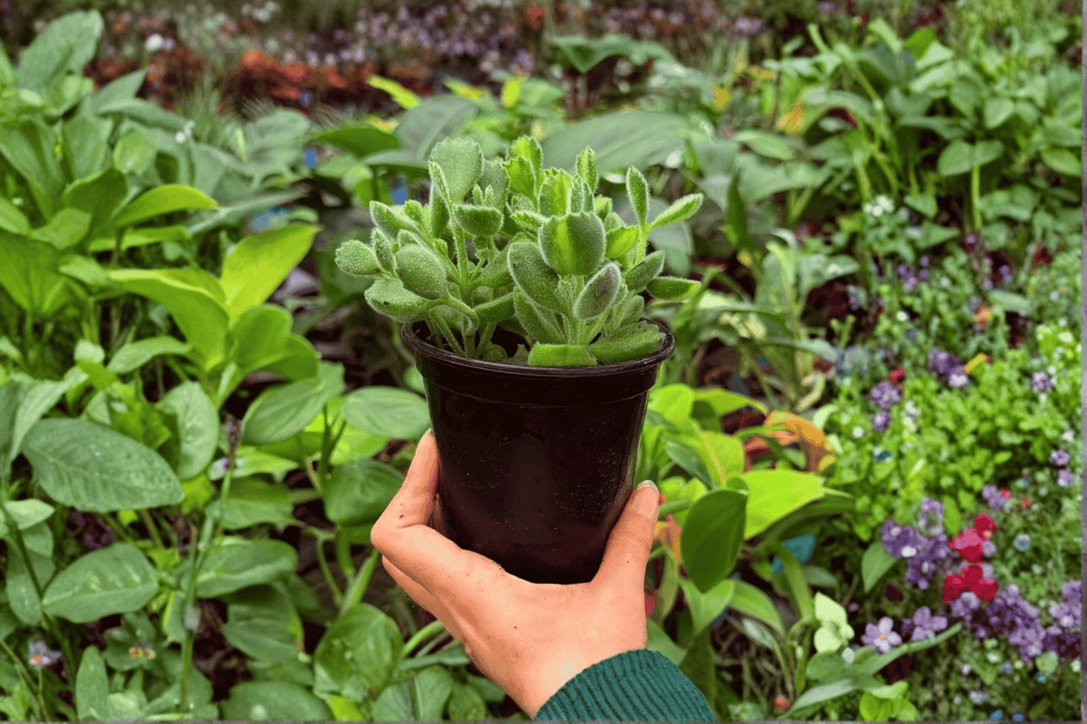 Variegated Bear Paw Cotyledon tomentosa - 2 Exact Plants in 4" Pot (Shipping Confirm Required)