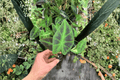 Colocasia Illustris Starter Plants (2) Bare Root - Colocasia esculenta ‘Illustris’