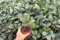 Anthurium AOS × RUDP — 2 Exact Live Plants (4-inch) Bare Root