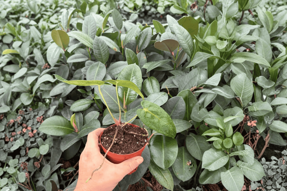 Anthurium AOS × RUDP — 2 Exact Live Plants (4-inch) Bare Root