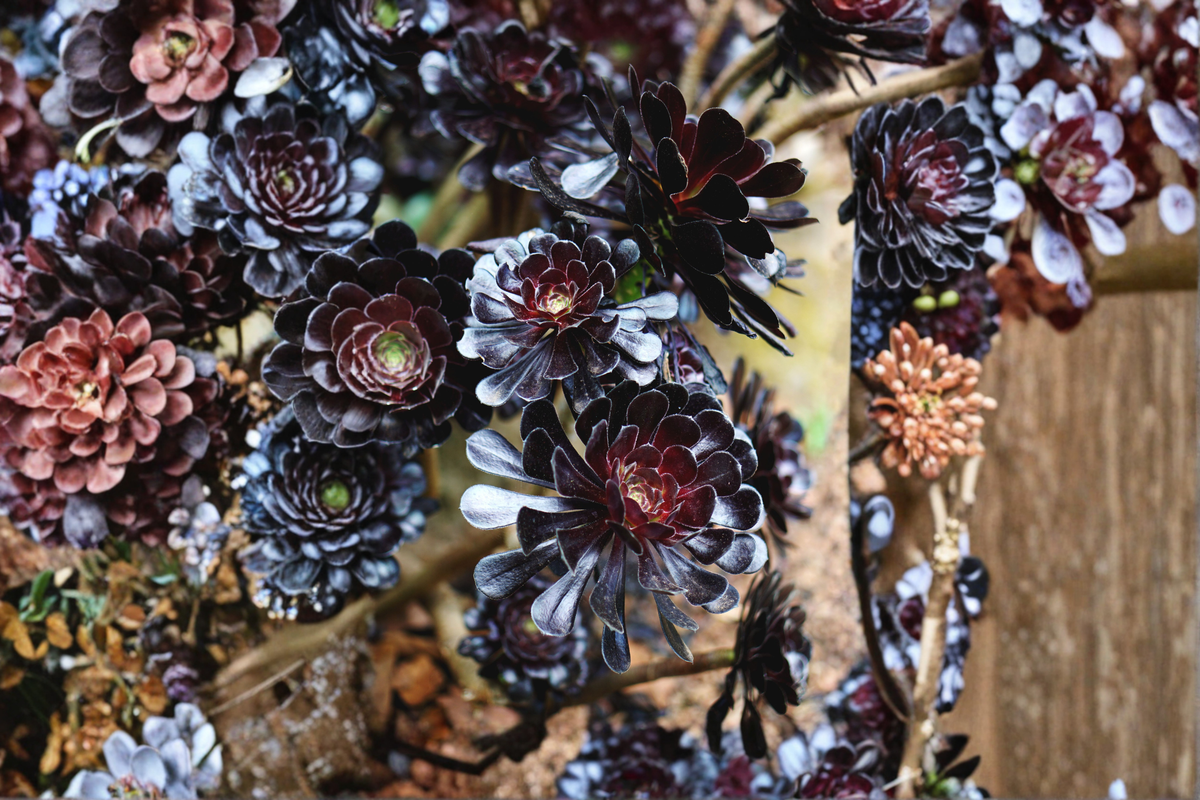 Aeonium arboreum 'Zwartkop' Black Rose Rooted Cutting in 3x2-Inch Pot