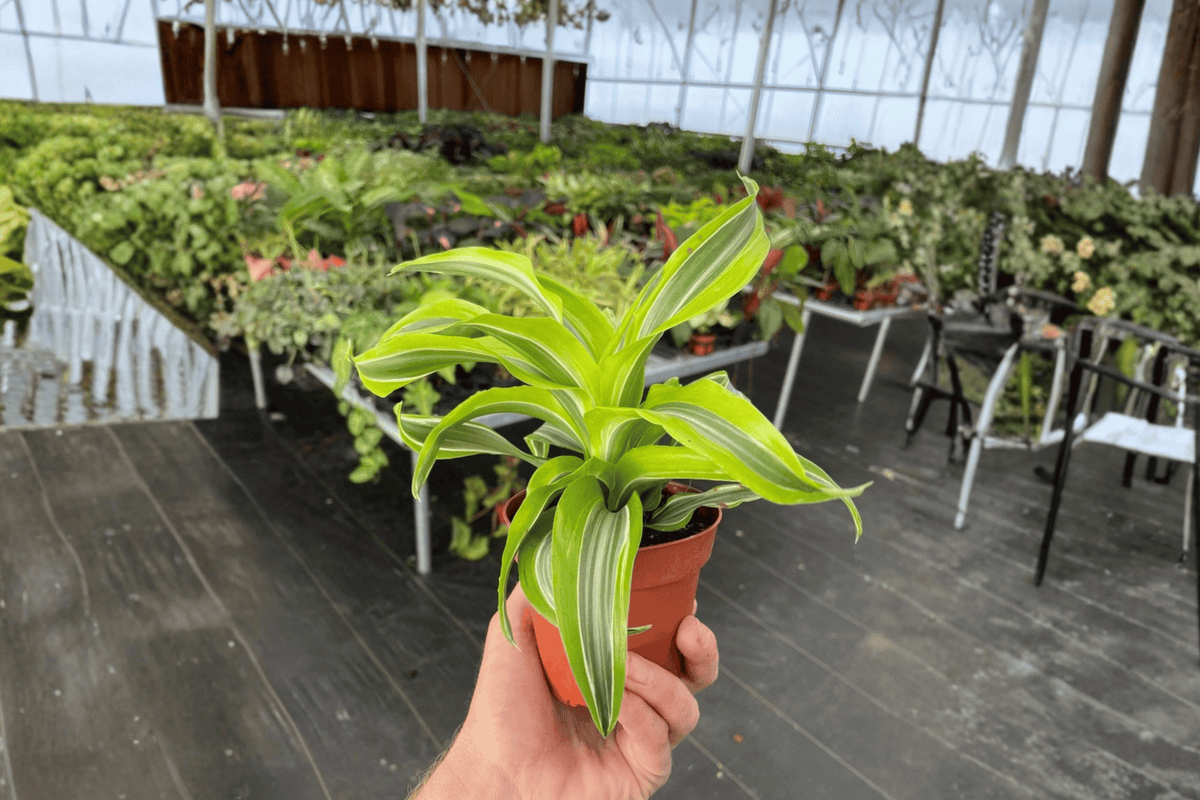 Dracaena Lemon Lime Surprise Live Plants (2) in 4-Inch Pots - Dracaena fragrans Hybrid
