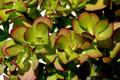 Crassula Ovata Jade Plant – Unrooted Cutting, 2–3 Inches