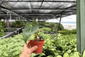 Anthurium Papi x Norte Live Plants (2) in 4-Inch Pots