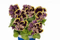 Ruffles Dark Heart Pansy Live Plant – 4-Inch Pot (Viola × wittrockiana 'Ruffles Dark Heart')