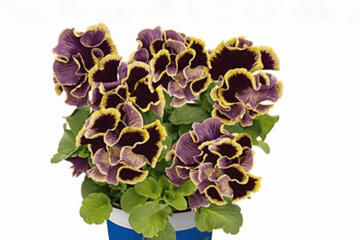 Ruffles Dark Heart Pansy Live Plant – 4-Inch Pot (Viola × wittrockiana 'Ruffles Dark Heart')