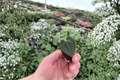 Anthurium Clarinervium Starter Plants - 2 Bare Root Live Anthurium Clarinervium
