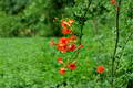Tangerine Beauty Crossvine Rooted Starter Plant | Bignonia capreolata