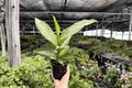 Dieffenbachia Tiki Live Plants - 2x 4-Inch Pots, Upright Tropical Foliage