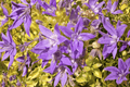 Dickson’s Gold Bellflower (Campanula garganica) - 4-Inch Pot Live Plant