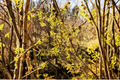 Japanese Witch Hazel Paleface Bare Root Live Plant - Hamamelis japonica, 15" Tall