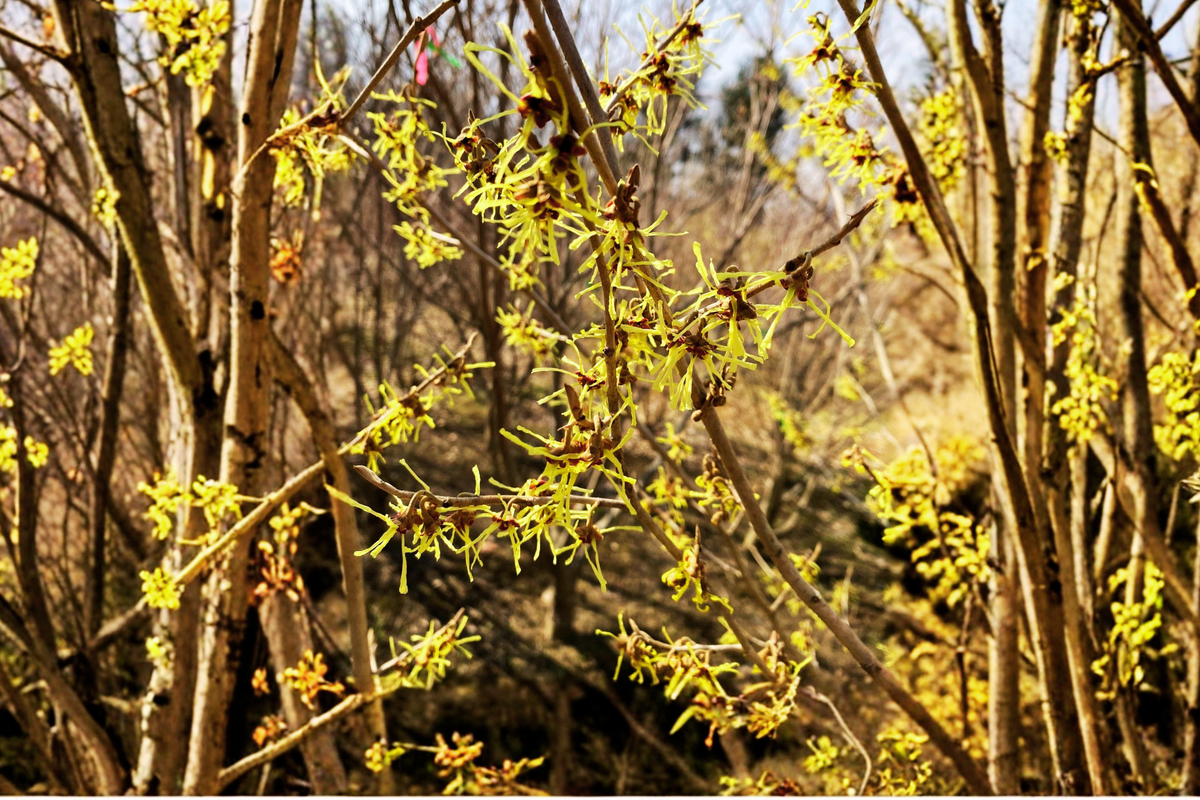 Japanese Witch Hazel Paleface Bare Root Live Plant - Hamamelis japonica, 15" Tall