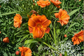 Daylily Hot Wire Bare Root Plants | 3-Pack Hemerocallis Perennial