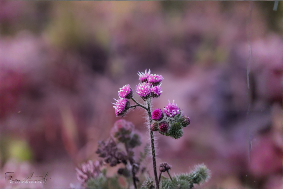 Ironweed Live Bare Root Plants (3 Pack) – Vernonia spp.